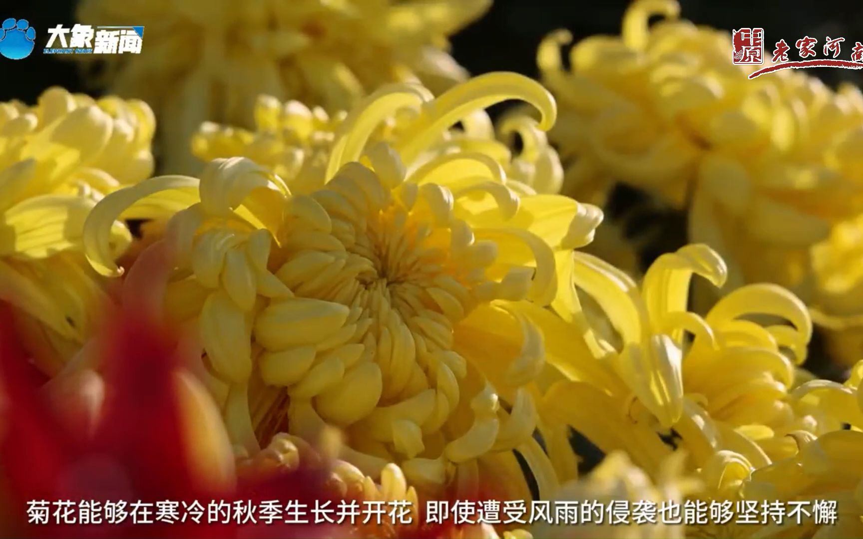 行走河南·读懂中国 | 开封地处中原，气候和土壤条件都十分适宜菊花生长。经过千百年的栽培，目前，开封菊花品种已达1500余种。