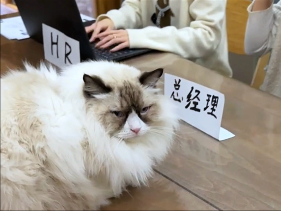 《当代打工猫的现状》