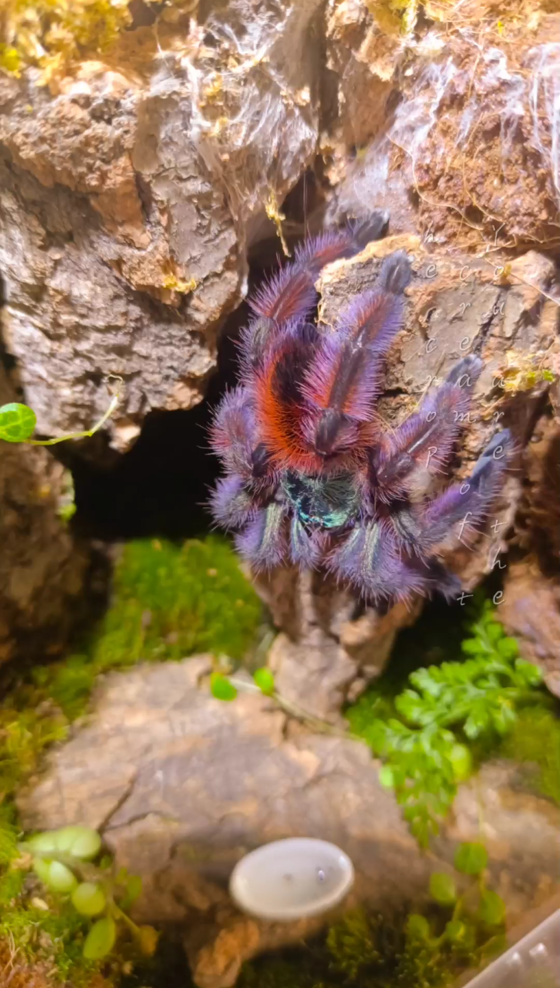 油彩粉红趾日常拍摄(有滤镜)