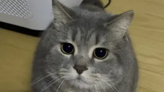 小猫偷袭！