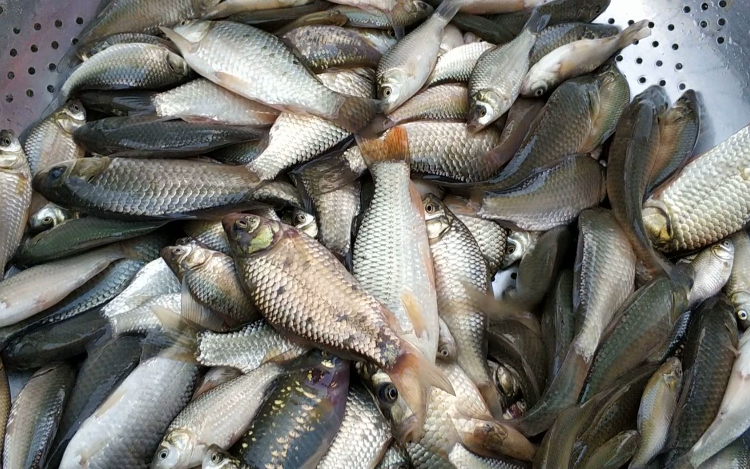 姑娘水沟抓鱼,半小时捡5斤,这样捡鱼太爽了_哔哩哔哩 (゜-゜)つロ