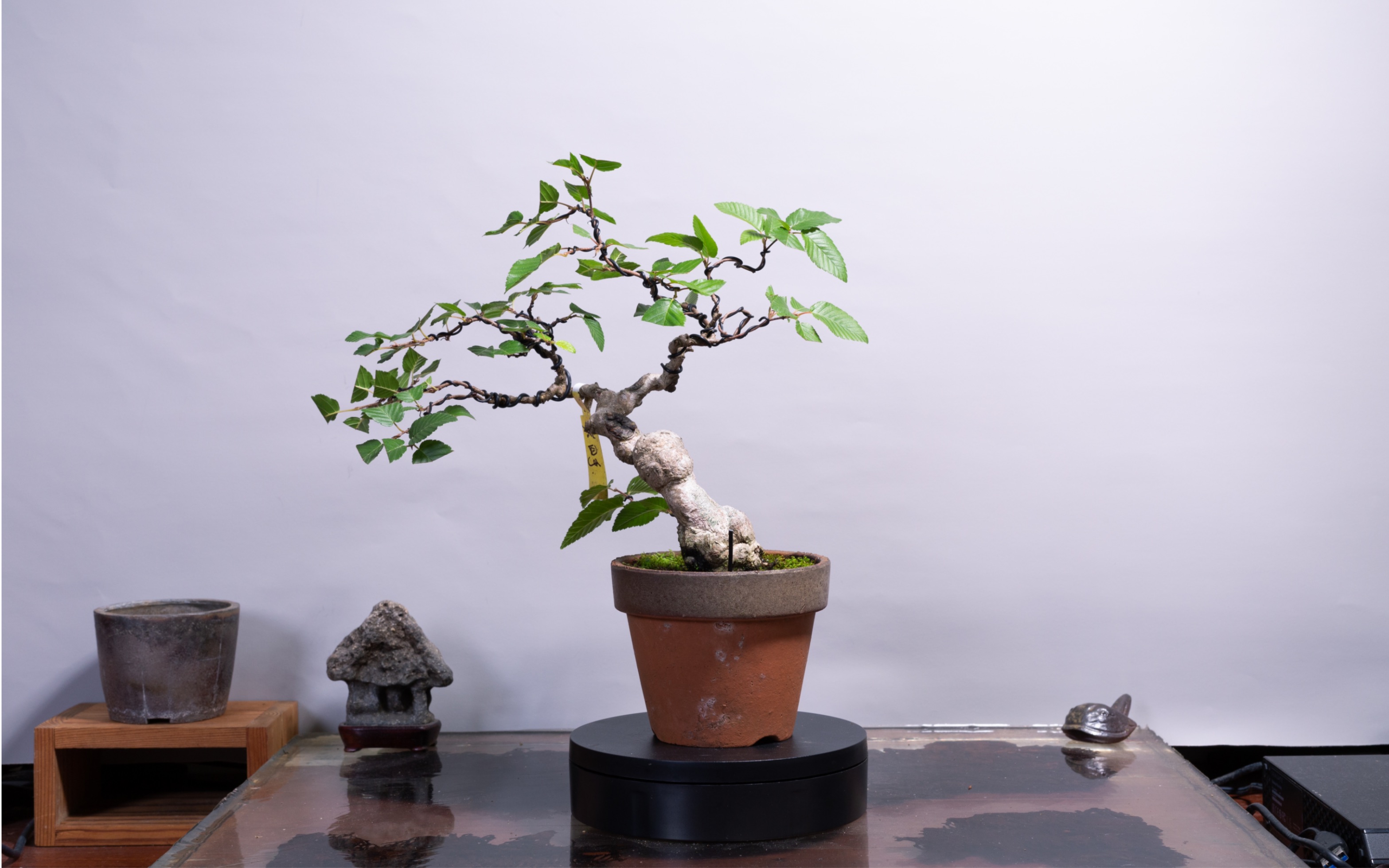 藏生園 - 鵝耳櫪/岩四手製作·蟠扎技巧分享