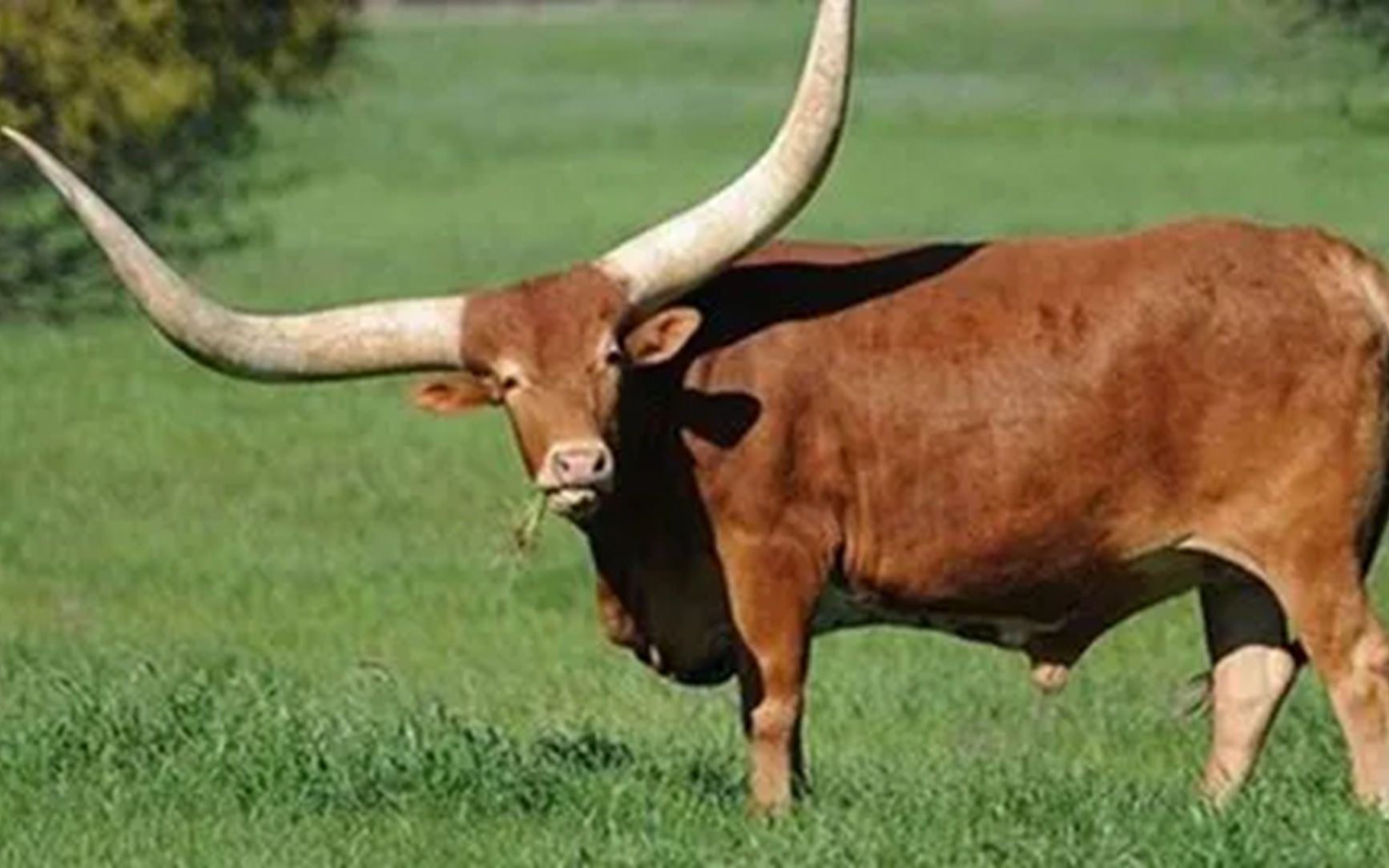 世上牛角最大的"牛",牛角长度可达2米,现实版的"牛魔王"