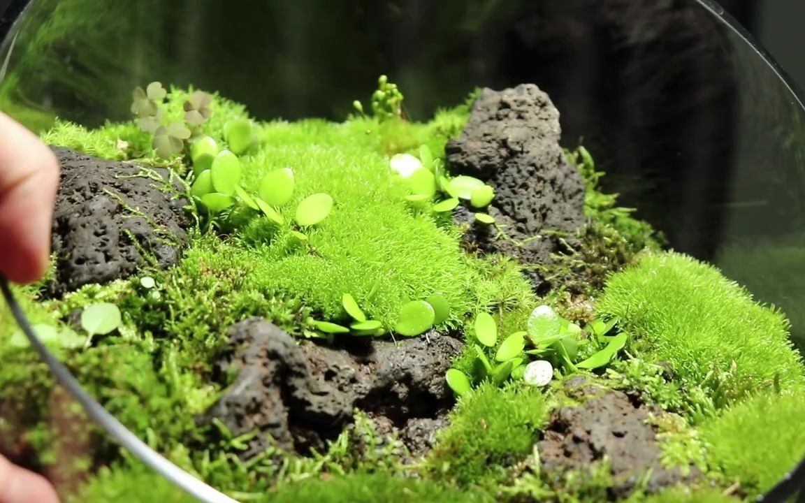 微景欣赏 | 小螃蟹的苔藓乐园