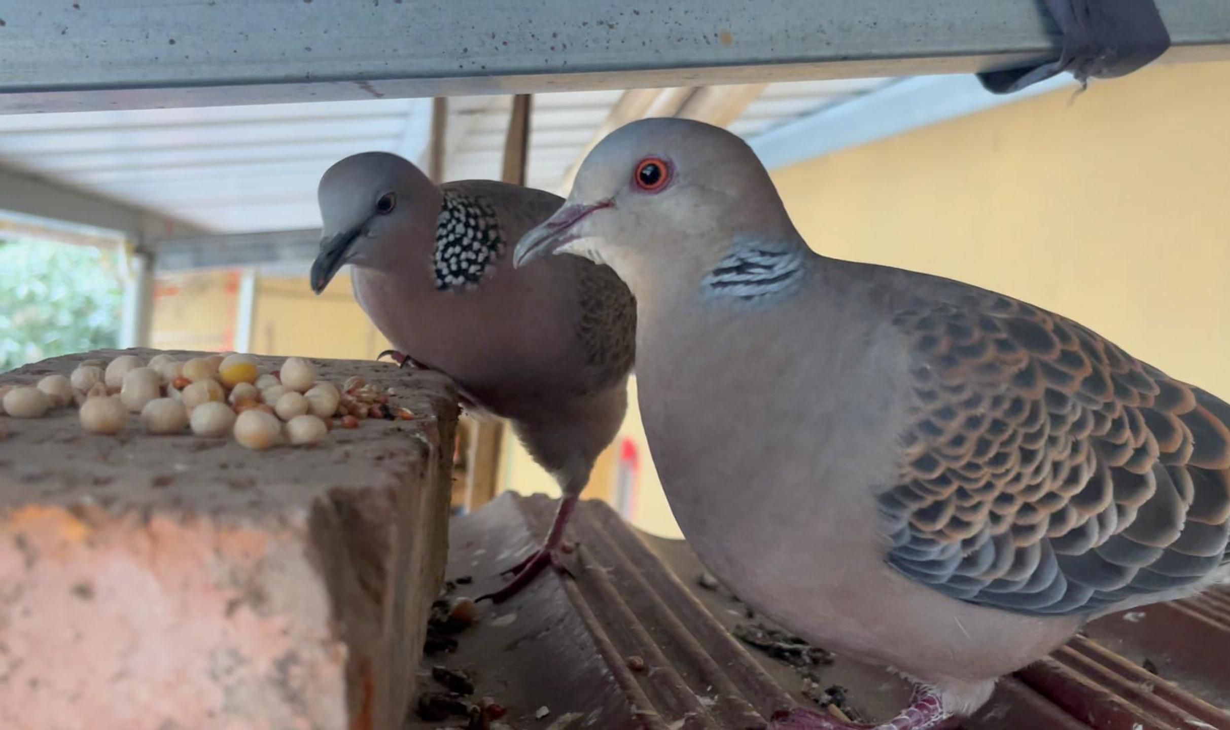 虎哥珠妹双双进食场面不常见 还是很美