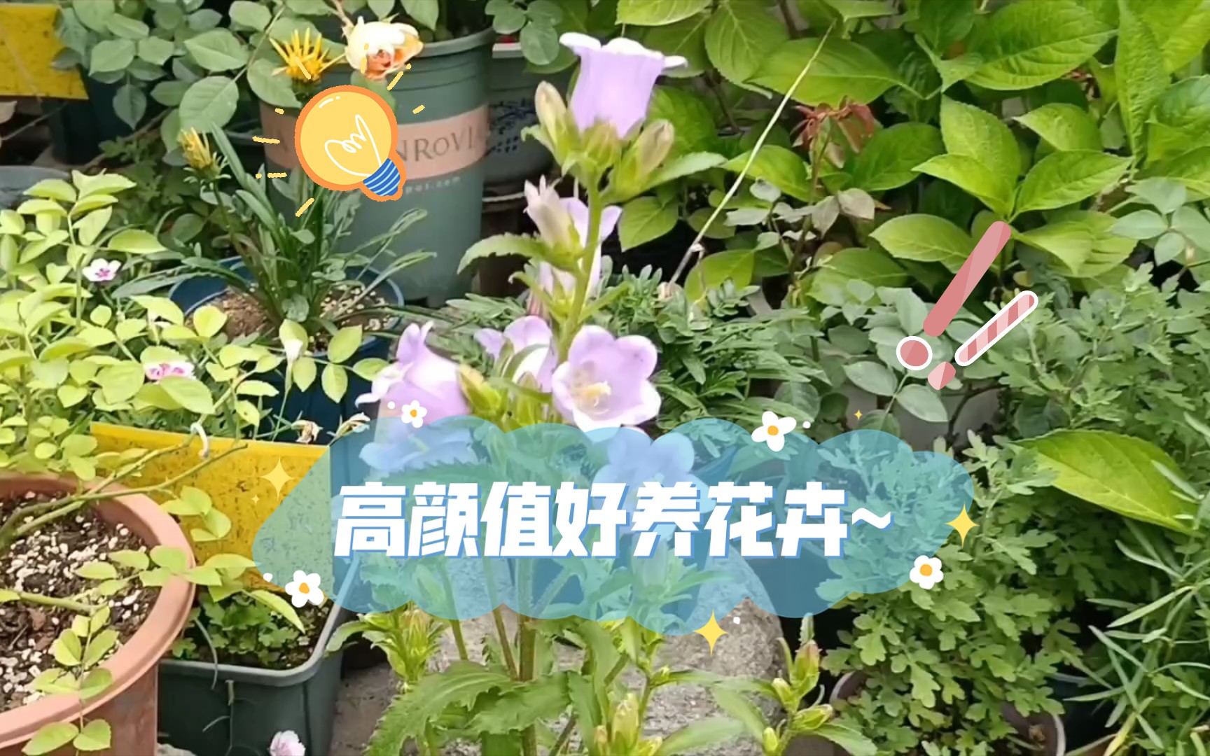 新手花友养什么花好?试试这两款花卉,颜值高又好养,从小苗入手很便宜哦哔哩哔哩bilibili