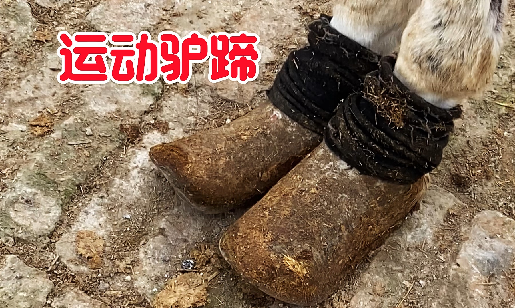 马蹄质地硬驴蹄质地软,这么多蹄子大家看马蹄和驴蹄有何不同