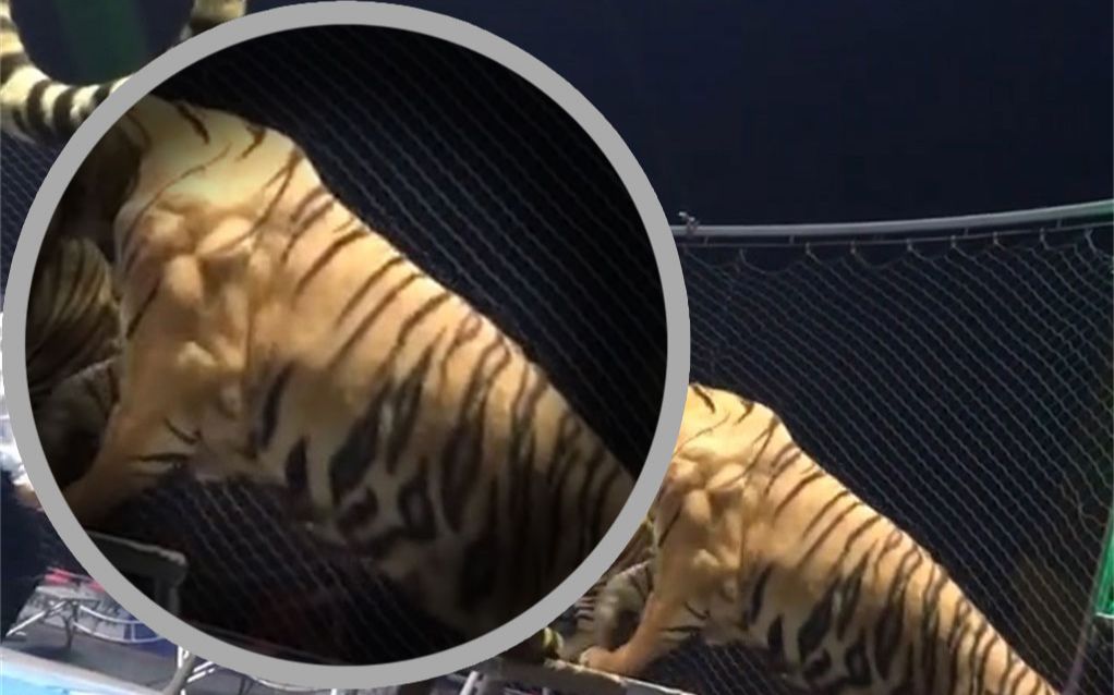 老虎的麒麟臂长什么样子瞧瞧