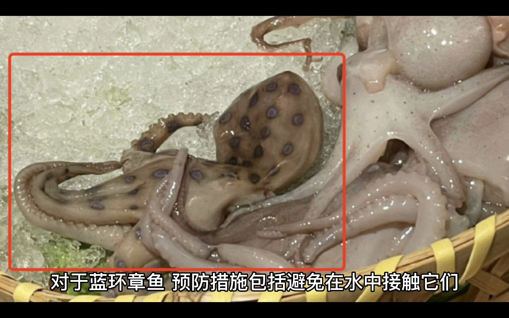 ai文案 蓝环章鱼