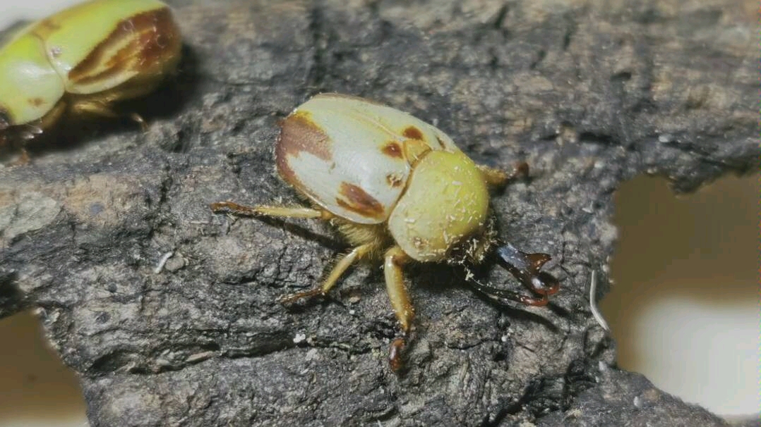 9 小小牙金龟_哔哩哔哩 (゜-゜)つロ 干杯~-bilibili