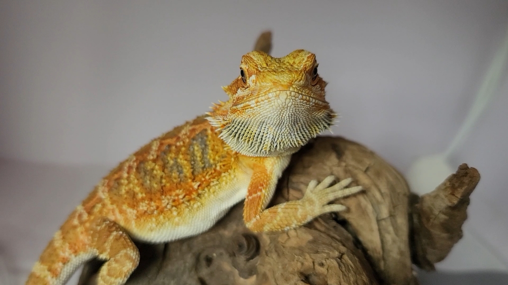 鬃狮蜥成长纪录,近距离拍摄