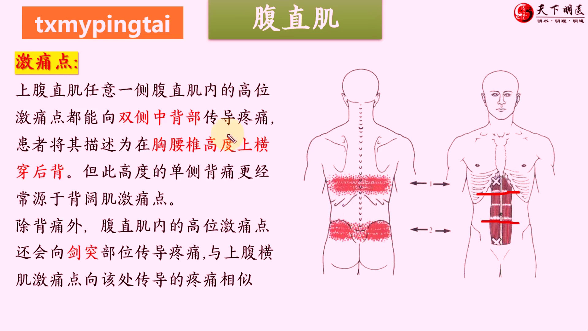 【腹直肌】3d解剖——后背痛,腰痛,痛经!