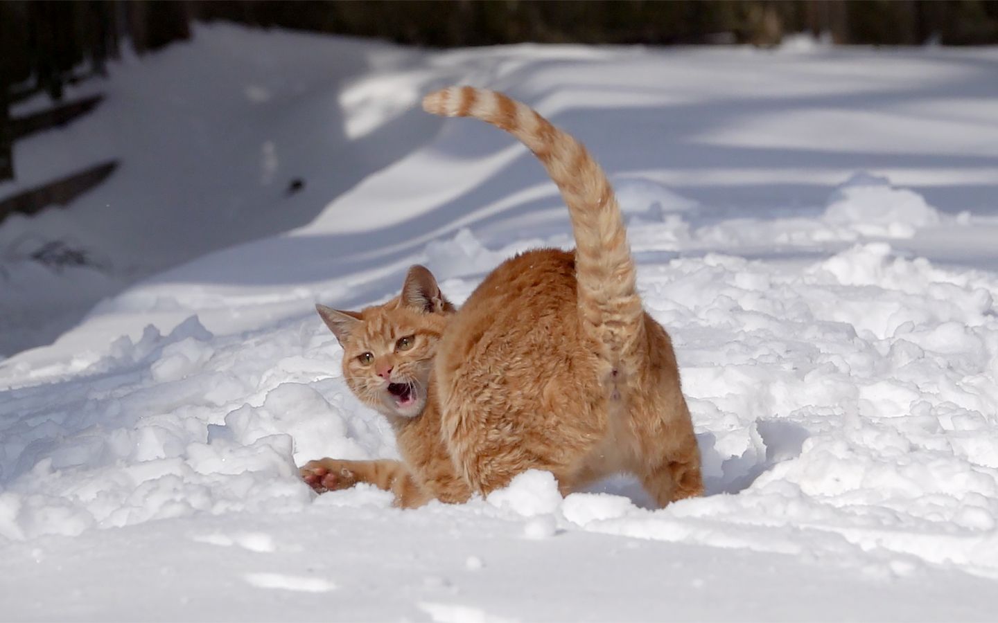 这橘猫真不怕冷,在雪地中转圈,追咬自己的尾巴,玩了好一会儿!