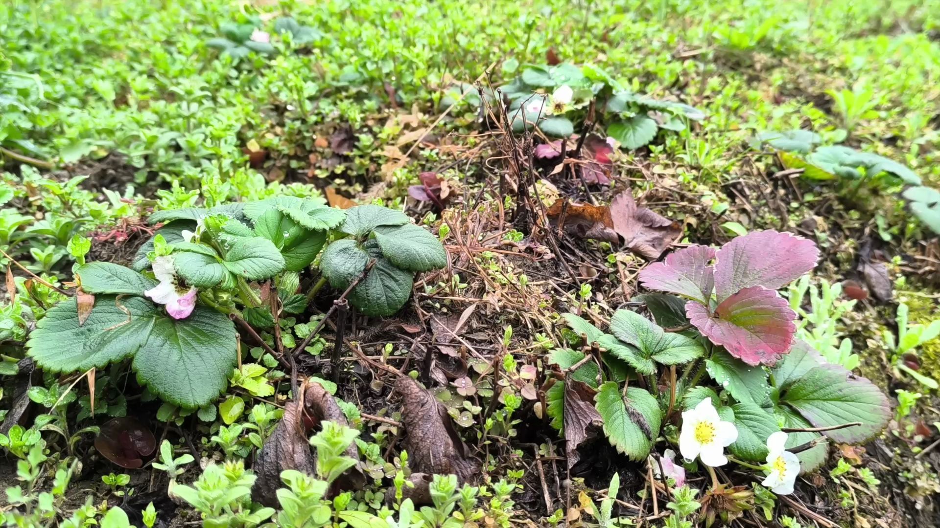 折耳根:终于见到阳光了