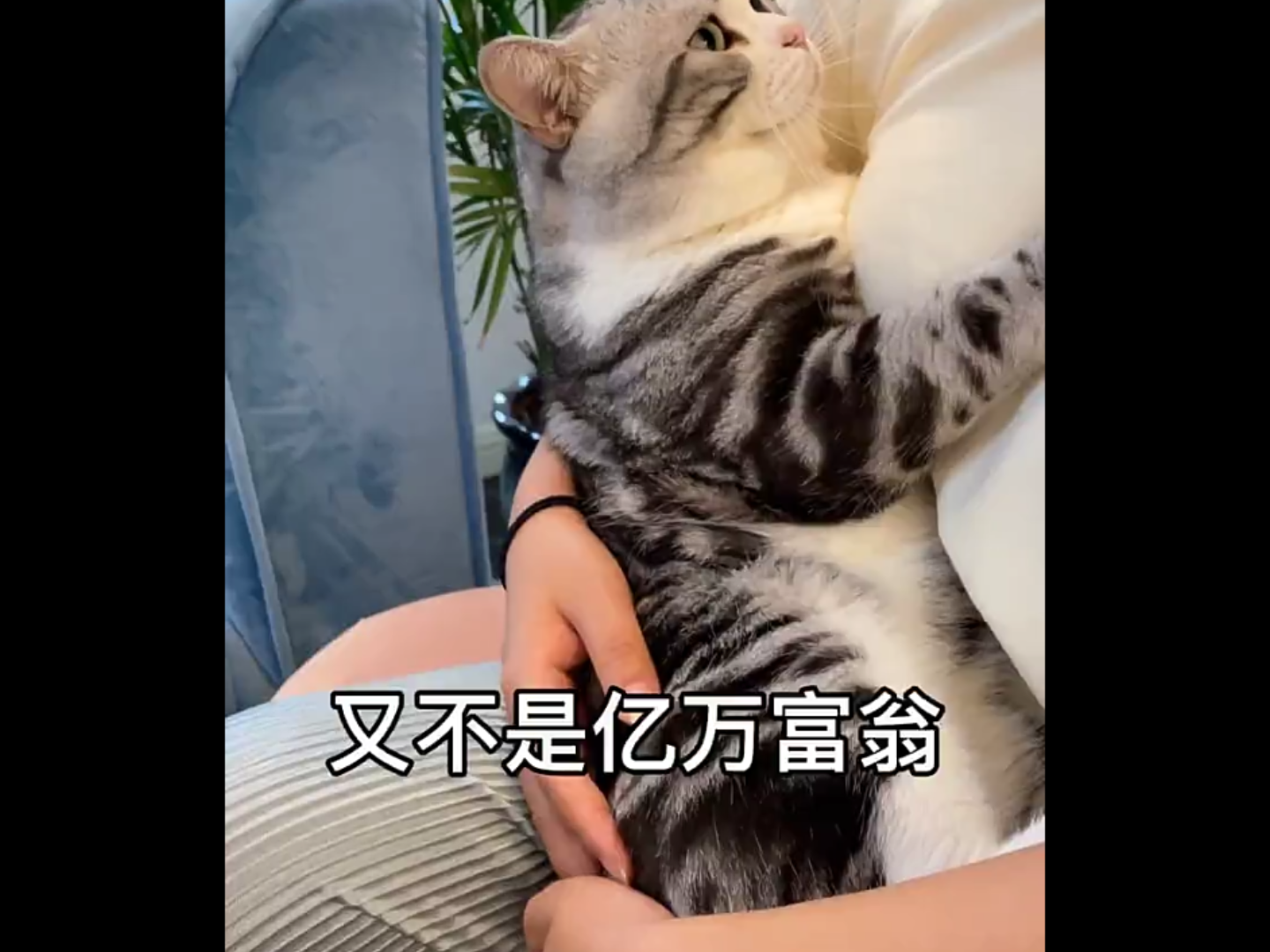 猫吃人奶.哔哩哔哩bilibili