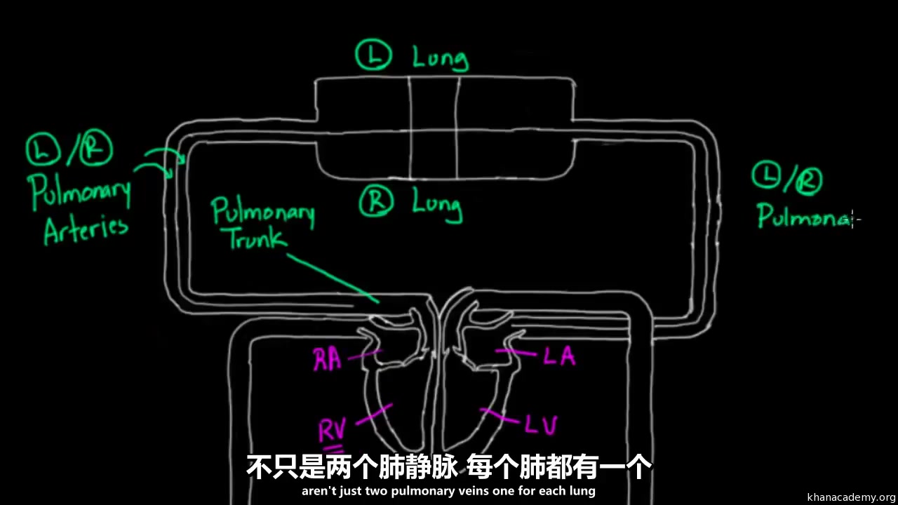 [图]【可汗】人体解剖学和生理学合集（上）