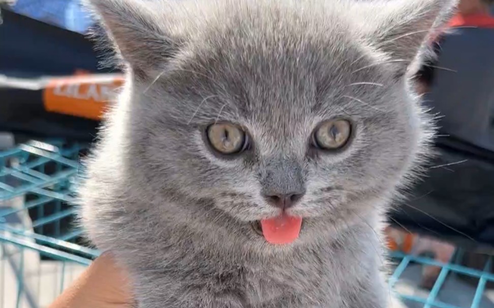 200淘一只纯种小蓝猫