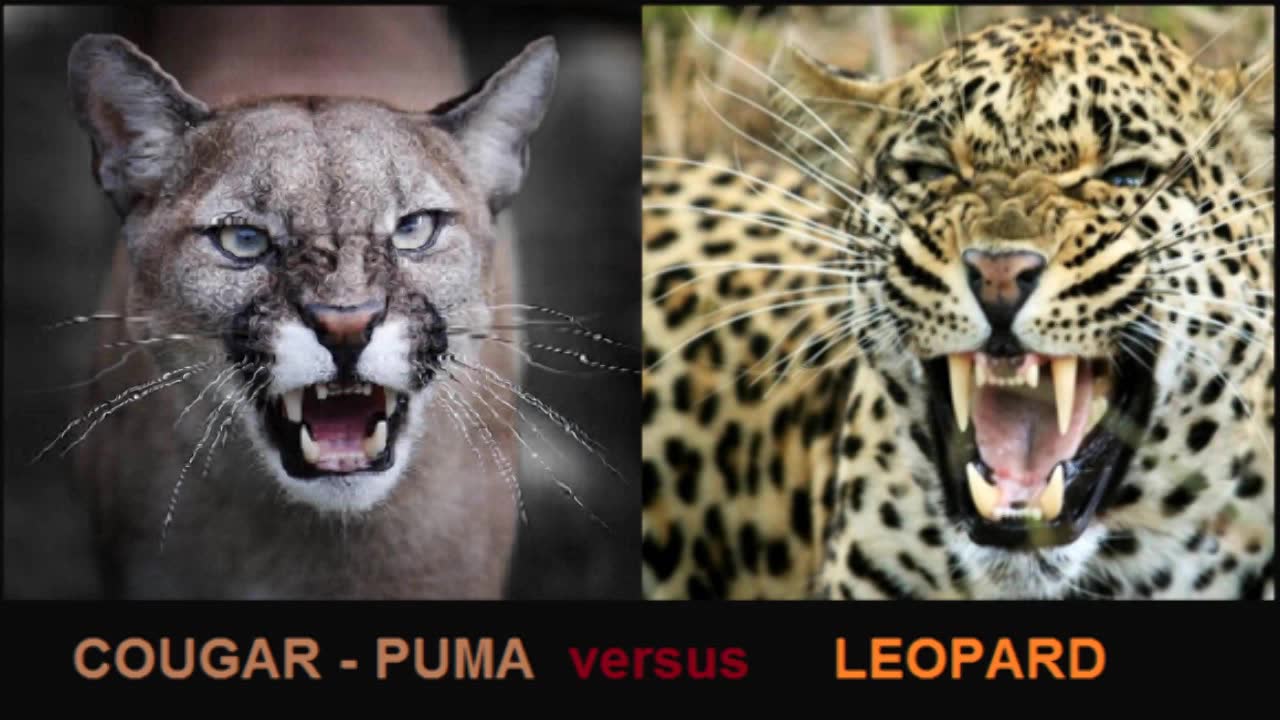 动物花豹与美洲狮的身体对比