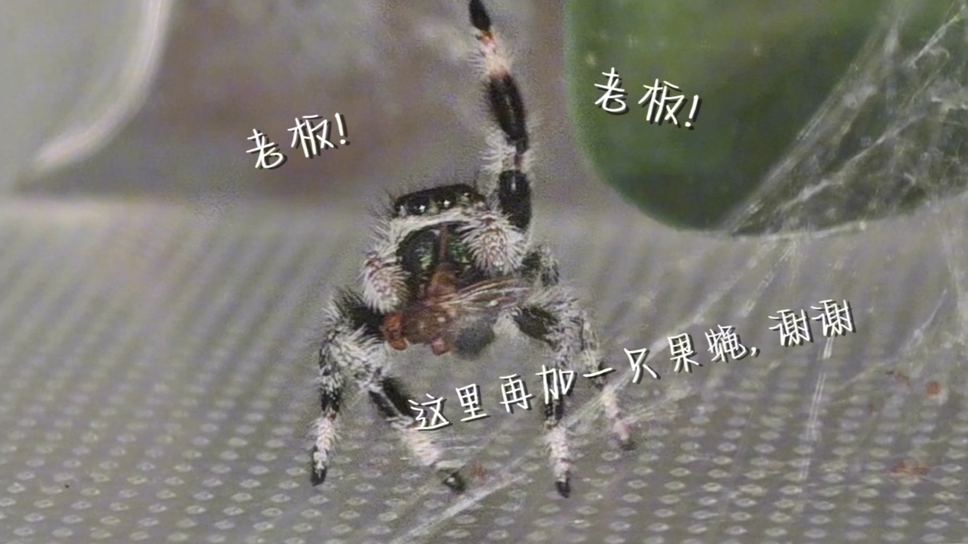 基因.突了个变【佛罗里达跳蛛】