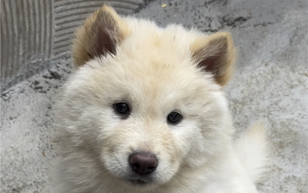 这个小白好看吗!真正的土松犬