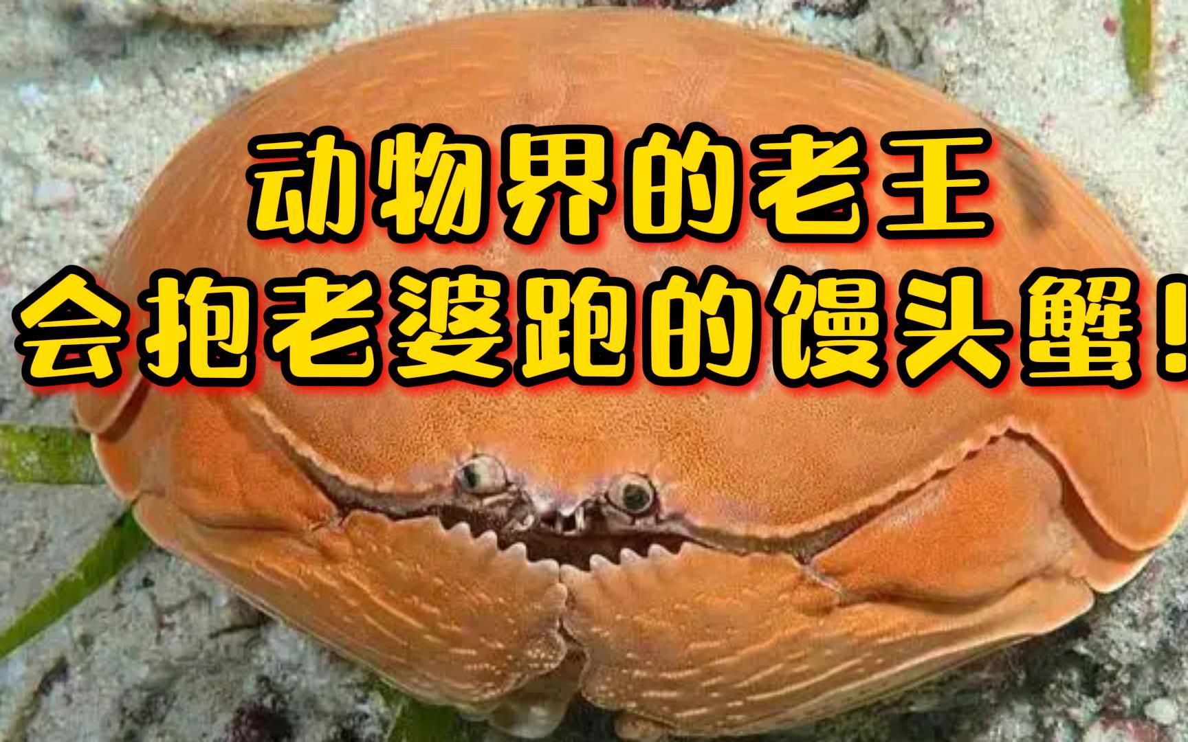 活动  动物界的老王,爱抱老婆的馒头蟹,你想怎么吃?