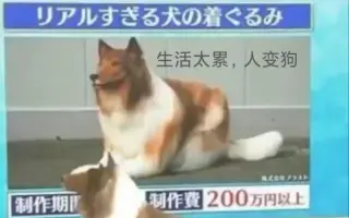 日本整狗企划 哔哩哔哩 Bilibili