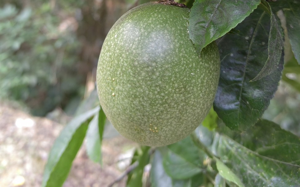 [图]海南热带雨林国家公园之尖峰岭野生动物的饕餮盛宴