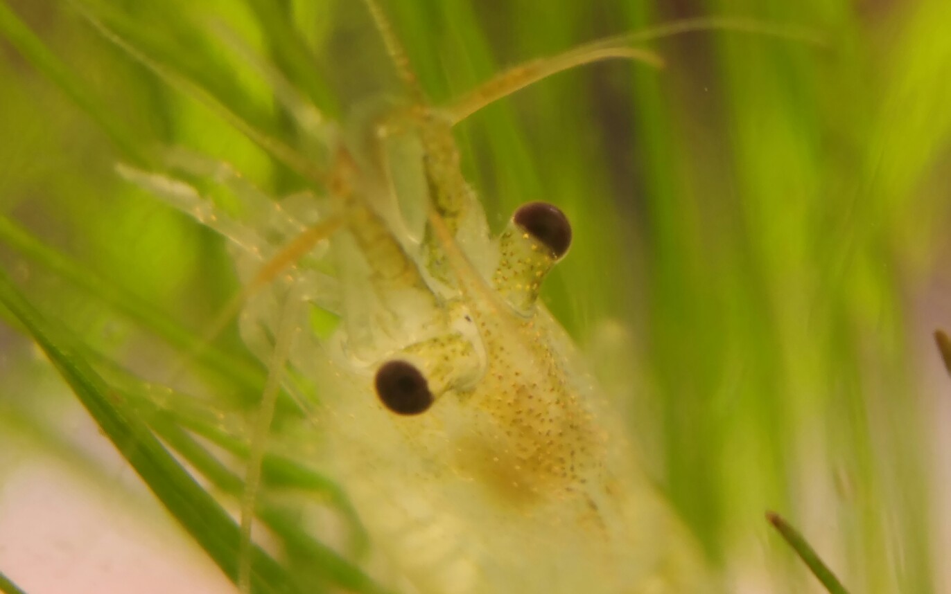 生态瓶水晶虾孔雀鱼藻球