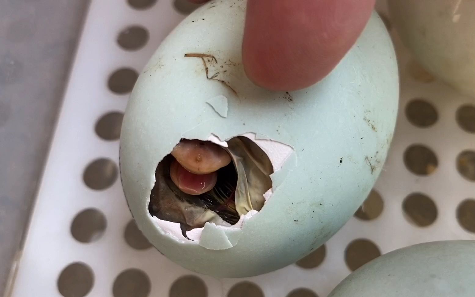 天生很萌的小鸭子,刚破壳就吐舌卖萌