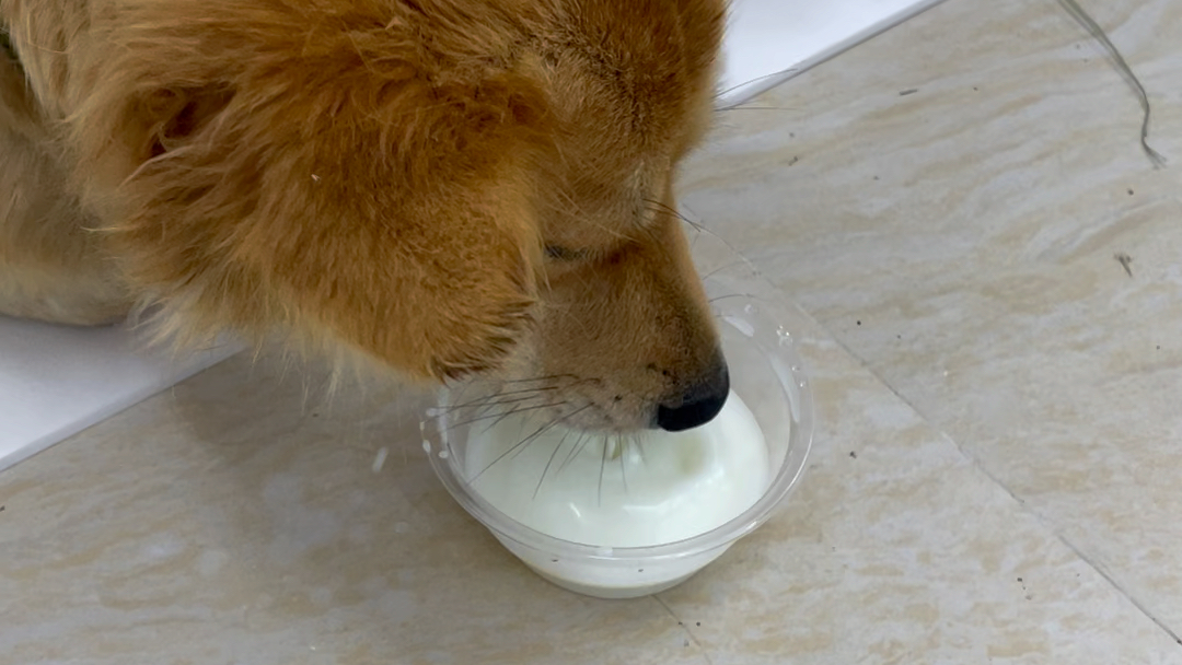 狗狗喝奶