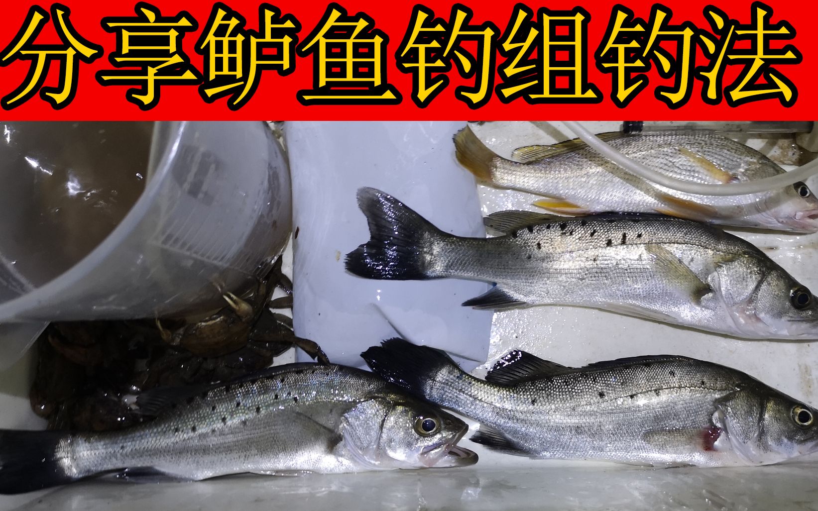 釣友阿卡分享海釣夜釣鱸魚釣法,內海閘門進水口試釣效果不錯哦!