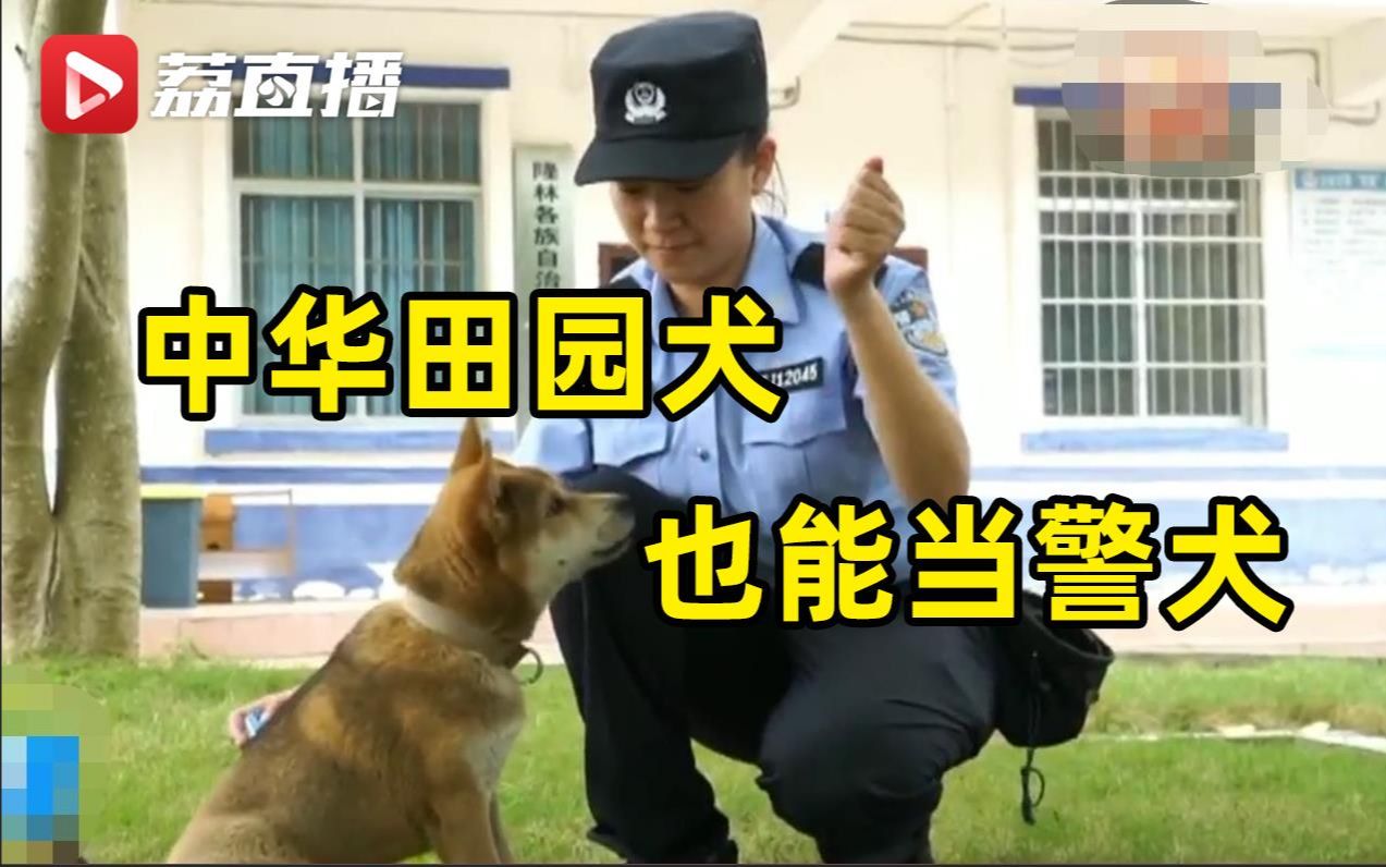 [图]土狗不土！广西隆林警方训练土狗当警犬