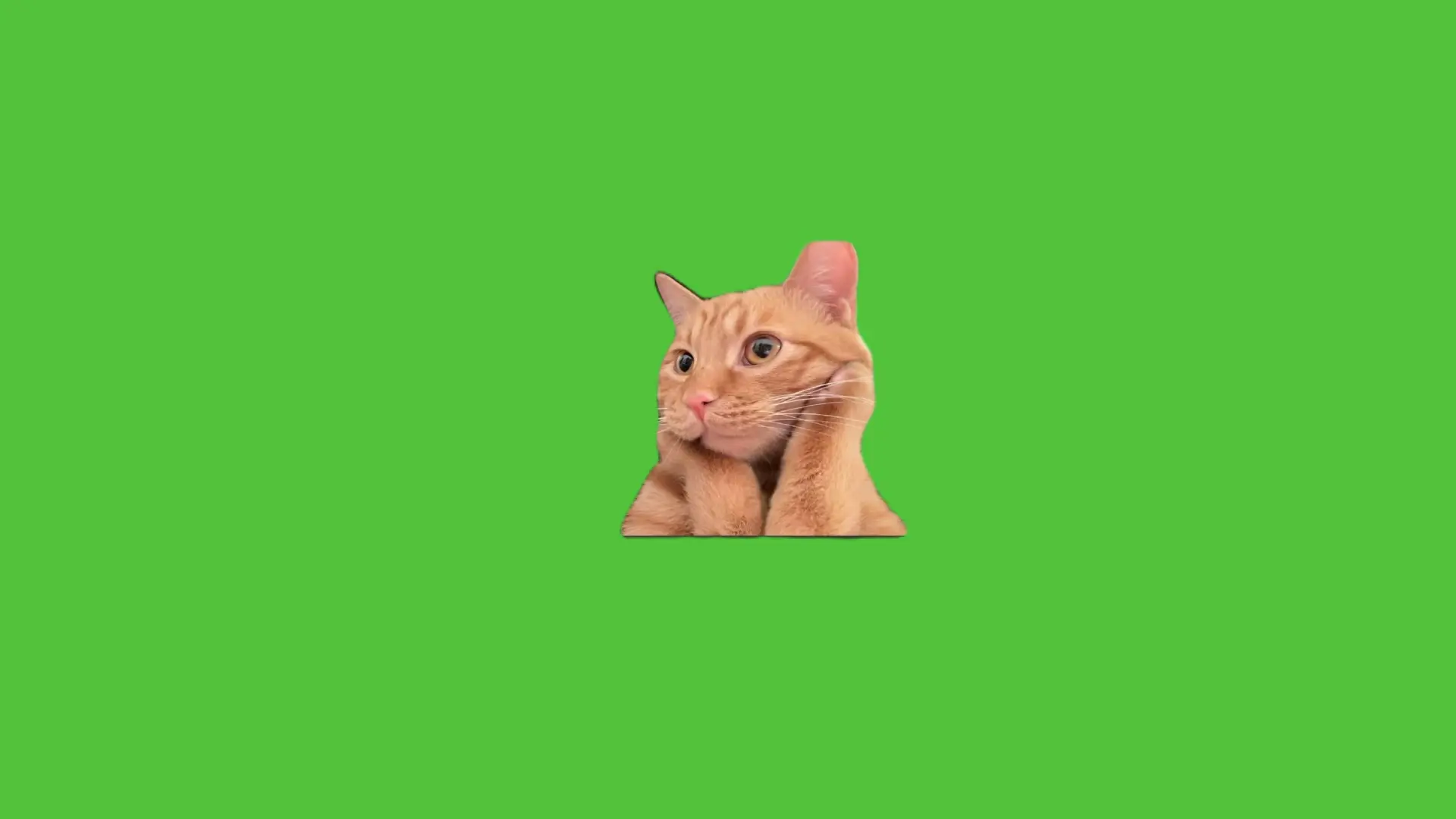 免费猫meme绿幕素材一托腮猫_哔哩哔哩_bilibili