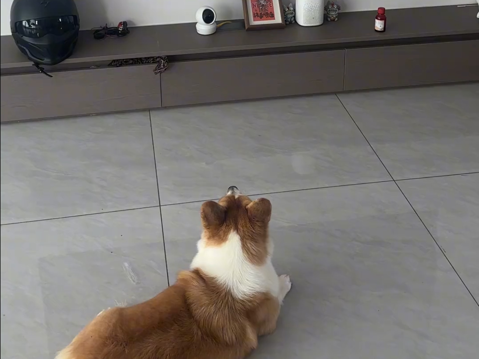 柯基：搁着看科幻片呢？！