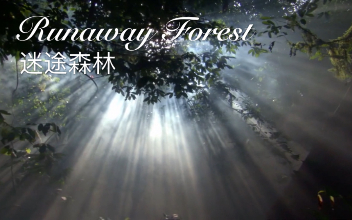 [图]【英文原创】Runaway Forest（迷途森林）