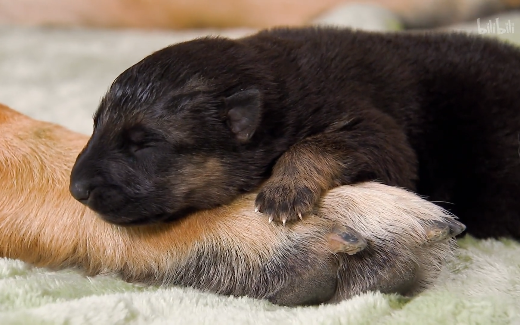 萌宠成长记 第三季看点49-纪录片-全集-高清正版在线观看-bilibili-哔