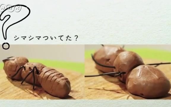 [图]【NHK For School】小学生科学知识启蒙节目 -- 科学的见方 （カガクノミカタ）