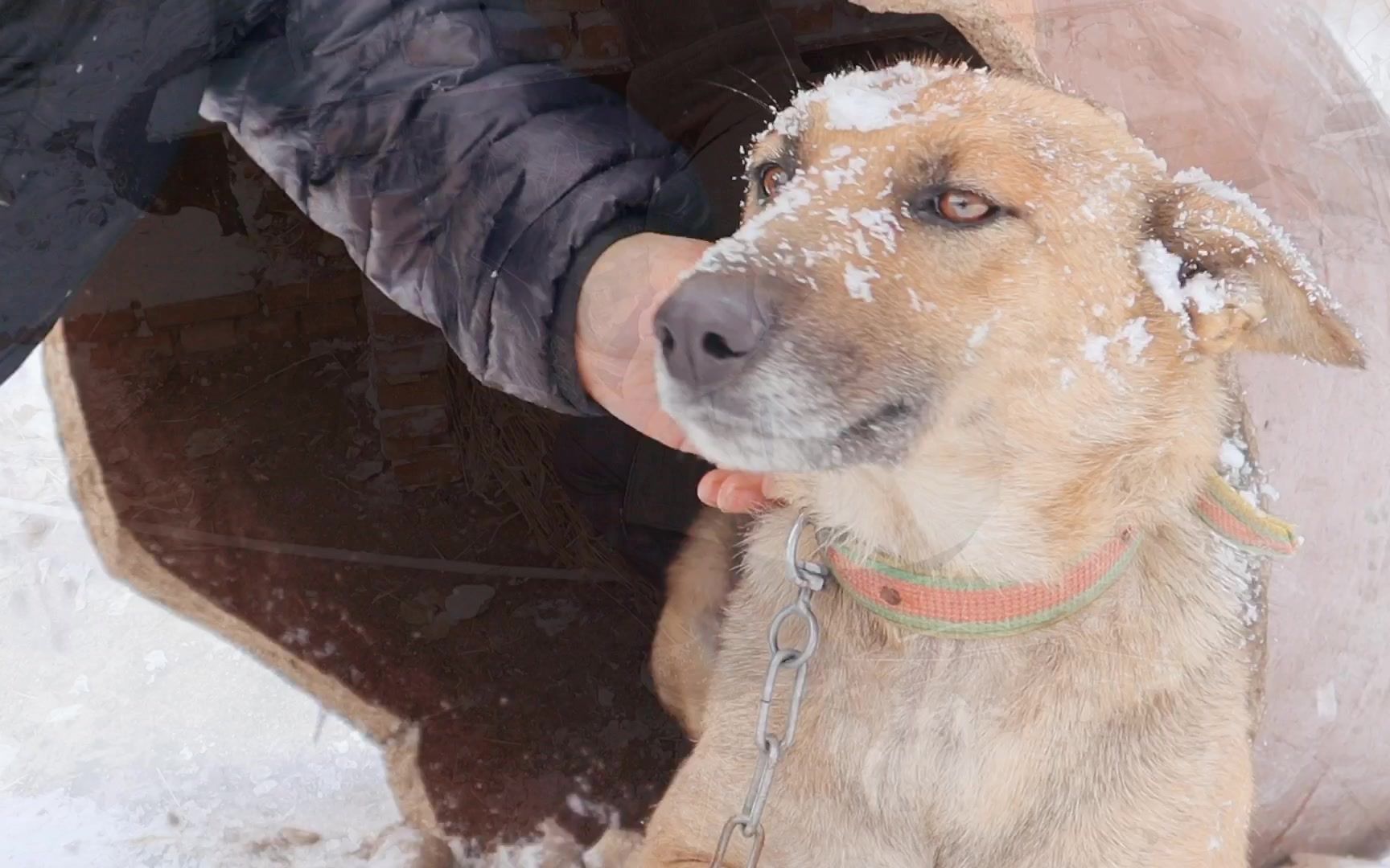 東北大雪天,可憐的大黃狗凍得直轉圈,趕緊搭個狗窩給你