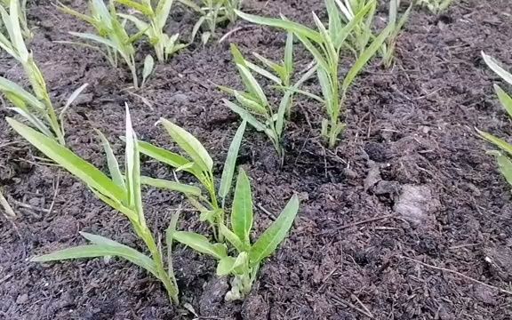 空心菜種植有妙招,不用化肥不噴農藥,空心菜又多又嫩還沒蟲害