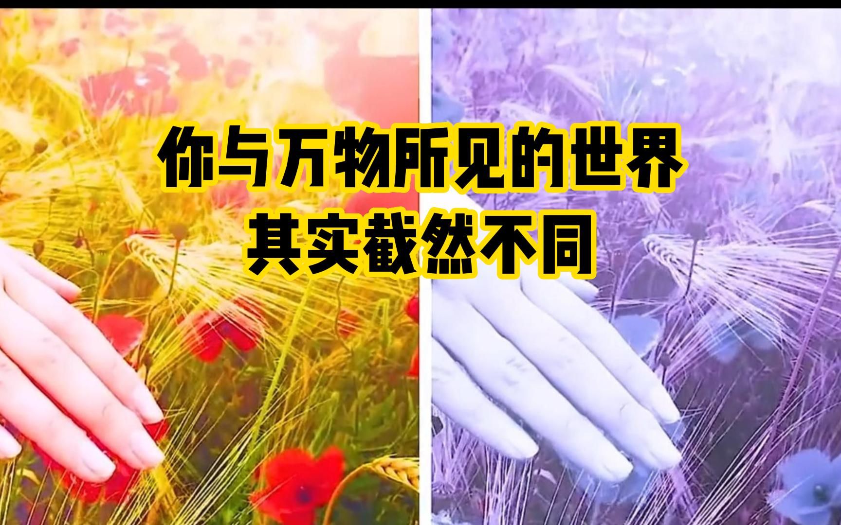 细雨小视频点评:你与万物所见的世界其实皆然不同.每个人只生活在自己的视角里,并据此推测他人的喜好与感受哔哩哔哩bilibili