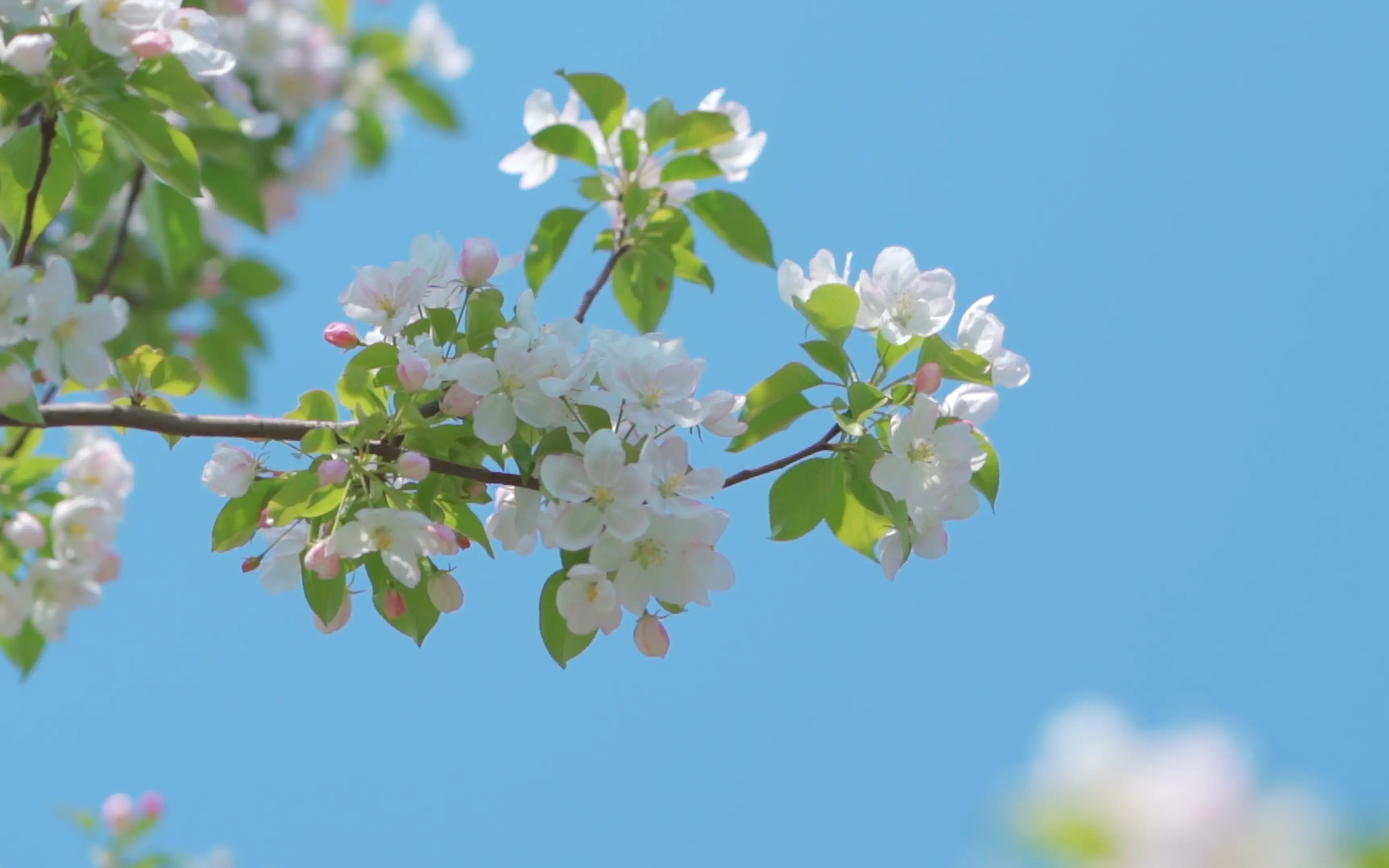 菊次郎的夏天高清壁纸图片