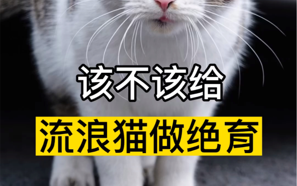 该不该给流浪猫绝育哔哩哔哩bilibili