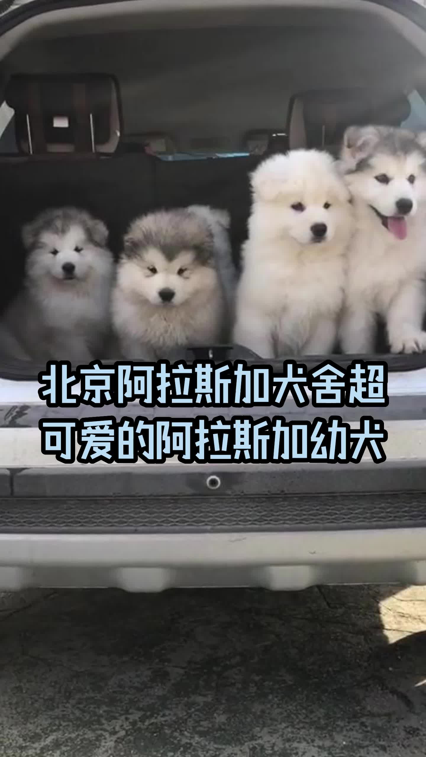 北京阿拉斯加犬舍今日份超可爱的阿拉斯加幼犬#阿拉斯加 #熊版