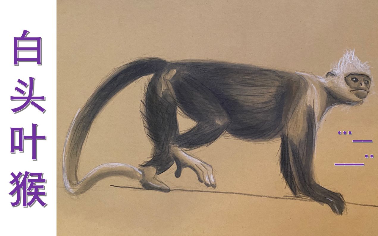 【马克笔】38 极危动物-白头叶猴 手绘全过程 科普_哔哩哔哩_bilibili