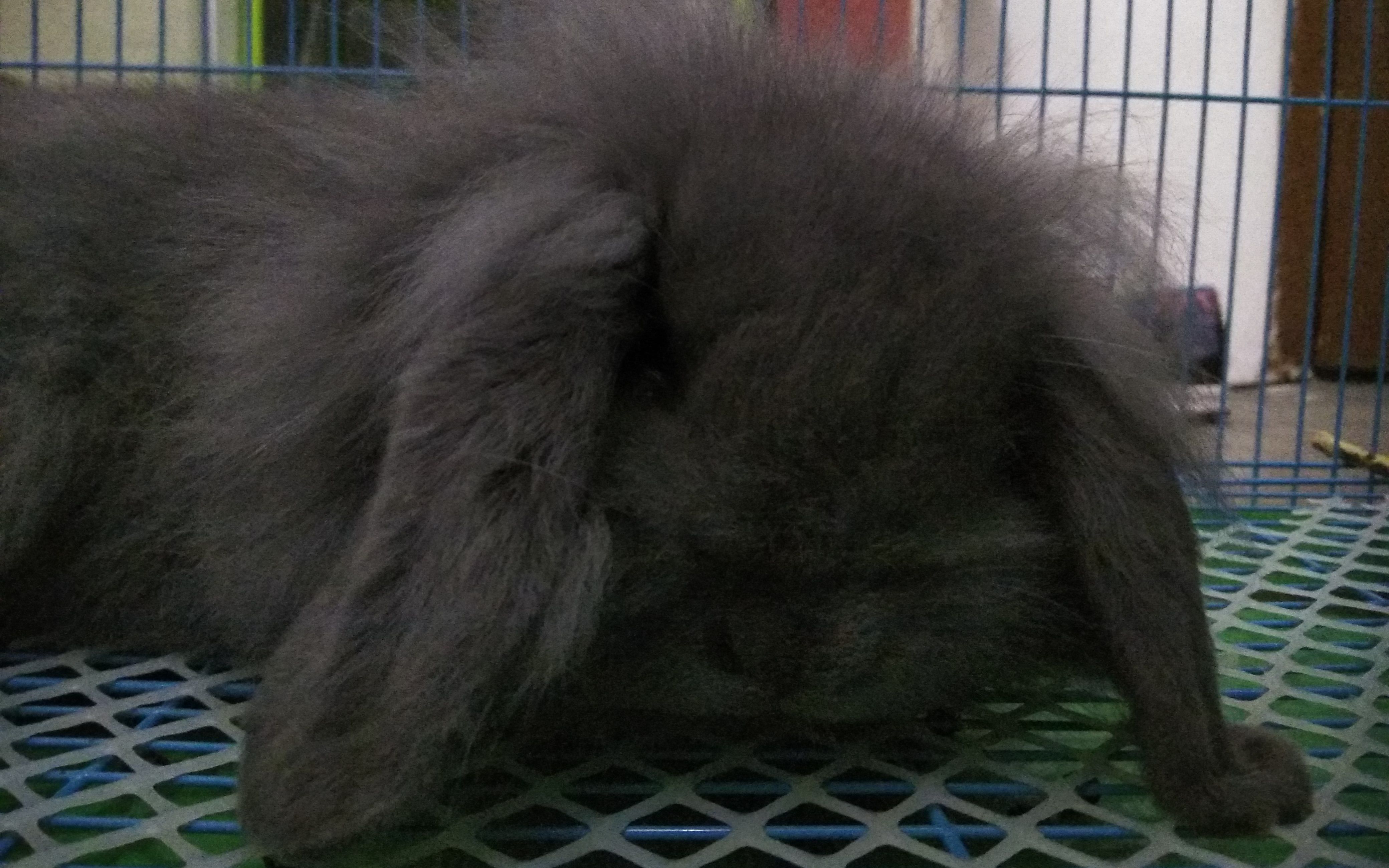 【垂耳兔】我第一次养宠物之-芝麻糊吃兔粮