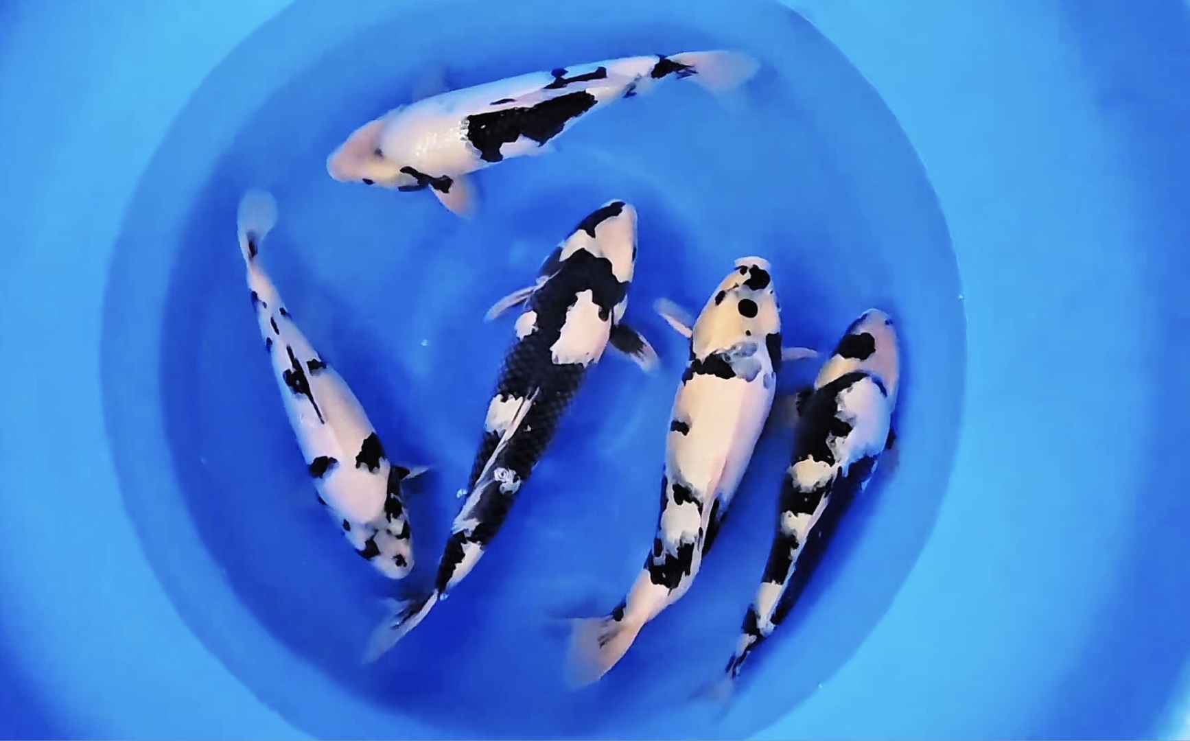 坂诘白写锦鲤,两岁四十五公分左右观赏鱼.