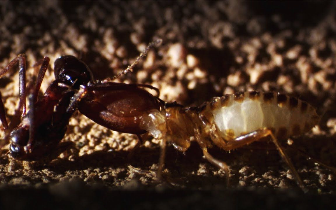 bbc行军蚁纪录片66