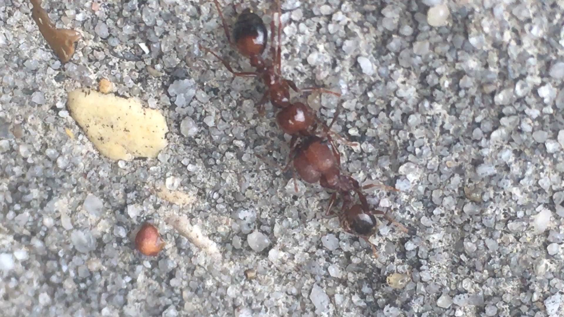牛头犬蚁和红火蚁图片