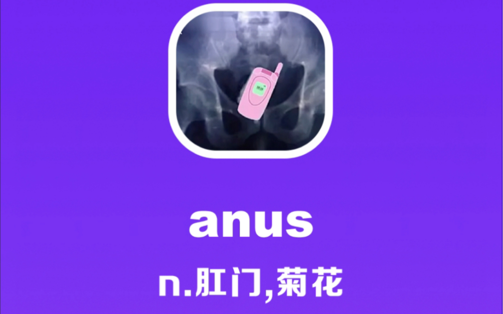 anus:肛门,菊花哔哩哔哩bilibili