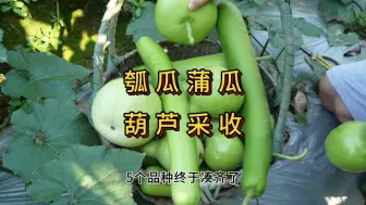 Descargar video: 瓠瓜蒲瓜葫芦从种植到收获